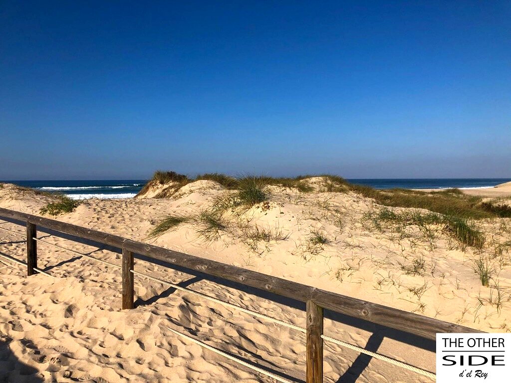 Wild dunes above the ocean